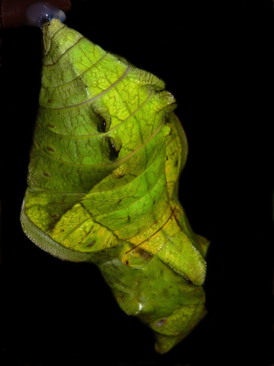 Buttefly pupa